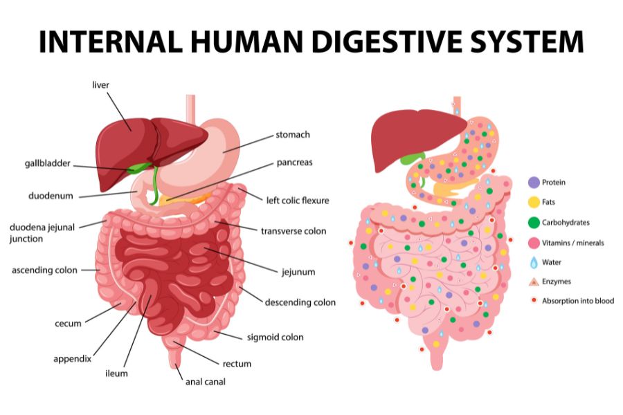 https://pendulumedu.com/ncert-notes/cbse-class-7-science-notes/chapter-2-nutrition-in-animals